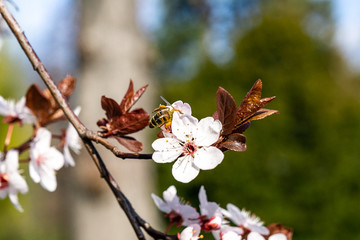 Biene mit Blühte