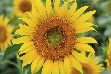 sunflower in the park  ,japan,tokyo 