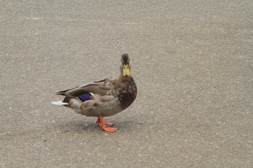 duck on the dock