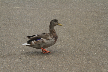 duck on the dock