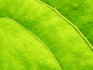 Plakat Close Up of green leaf texture with copy space for text or title