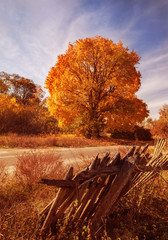 Bright autumn yellow maple tree and old rural fence near a dirt road. Bright autumn sunny day