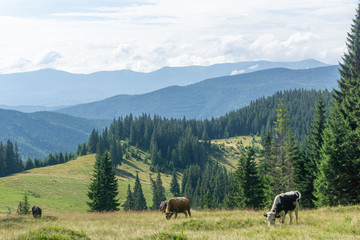 Landscape of the Carpathian ecosystem. Gorgany Region, Ukraine. Gorgany Nature Reserve is a unique Carpathian mountain region.