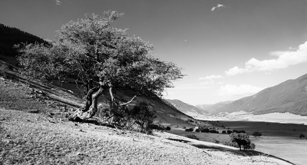 Black and white panorama with a lonely tree in the background of mountains
