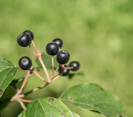 Close up with black chokeberry (Aronia melanocarpa) small black fruits on a branch.