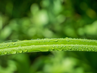 Fresh water droplets on a blade of grass with blurred background. Selective focus.