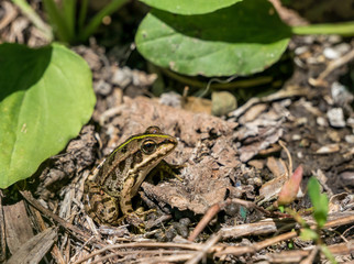 A common water frog or the edible frog sitting on the ground between green leaves.