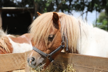 Rural pony horse eat hay behind a wood fence at rural animal farm