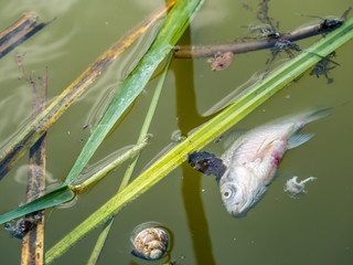 Dead fish floating at the surface of the water