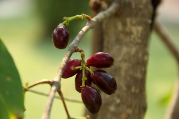 Violet Jambolan plum's fruit are on small brown branch and blur light green background. Another name is Java plum, Thailand.