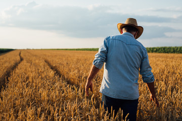 Naklejka na ściany i meble farmer walking trough wheat field