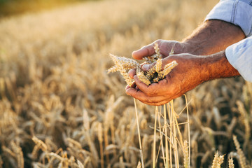 closeup of man hands touching wheat on field