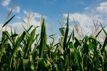 green corn outdoor in corn field