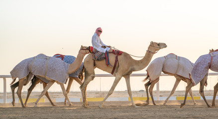 Jockeys taking the camels for walk in the race tracks. Camel Race