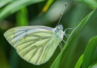 Schmetterling im Gras