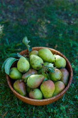 fresh pears in a wooden bowl