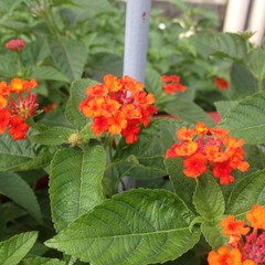 red and yellow flowers