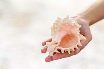 Female hand holding big sea shell on the blurred sea background.