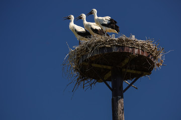 Jungstörche im Nest