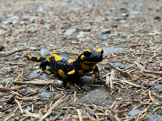 Feuersalamanda im Wald