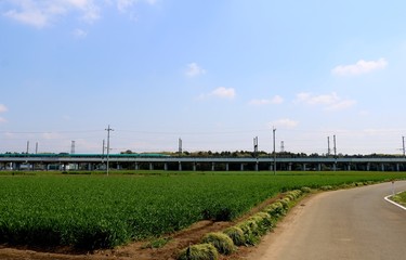 Fototapeta na wymiar 麦畑から青空を見る　田舎　道　風景 