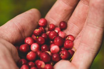 Close-up macro view of mans hand holding red cranberries