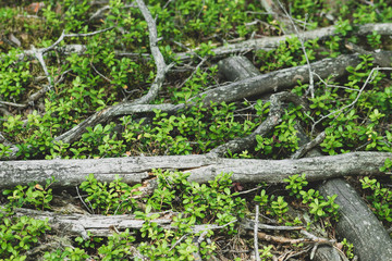 Green cranberries vegetation and grey old branches background in the forest with copy space
