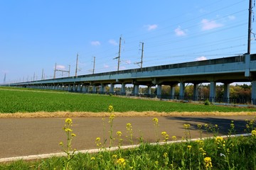 田舎の麦畑と爽やかな青空　高架橋