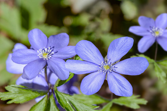 Blue Wild Spring Flowers In Forest