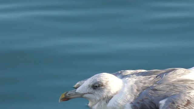 Wounded seagull in the sea