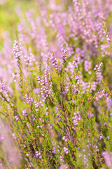 Background of close-up blooming Calluna vulgaris common known as heather during late summer time with copy space and illuminated by the sun