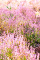 Background of close-up blooming Calluna vulgaris common known as heather during late summer time with copy space and illuminated by the sun