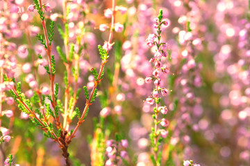Background of close-up blooming Calluna vulgaris common known as heather during late summer time with copy space and illuminated by the sun