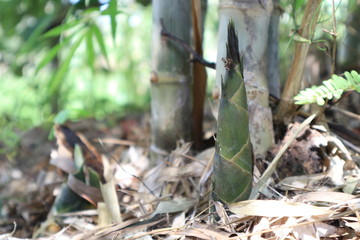 young bamboo sprouts in the garden.