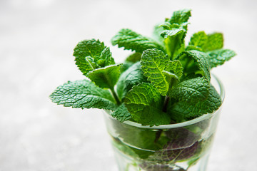 Bundle of fresh organic mint twigs