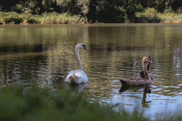 swans on the lake