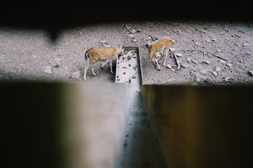 Futterrutsche im Tierpark