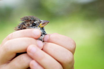 Sparrow on a kid hand
