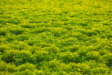 green Ground Nuts agriculture Field