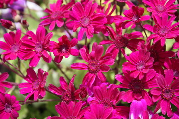 pink flowers in the garden exotic looking and eye cathing