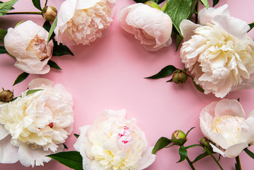 Peony flowers on a pink pastel background
