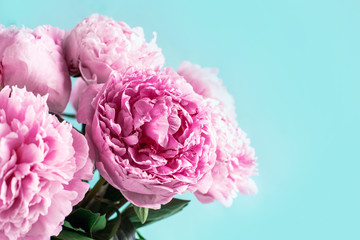 Pink peony flower on blue background. Copy space. Floral composition. Wedding, birthday, anniversary bouquet. Woman day, Mother's day. Macro of peonies flowers