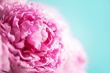 Wedding, birthday, anniversary bouquet. Pink peony flower on blue background. Copy space. Trendy pastel floral composition. Woman day, Mother's day. Macro of peonies flowers