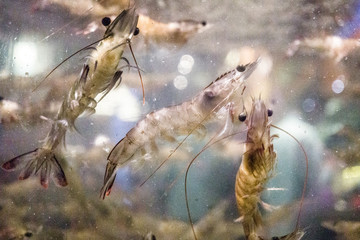 13 August 2016, West Java, Indonesia: Shrimp Display On Restaurant at Jakarta,Indonesia.