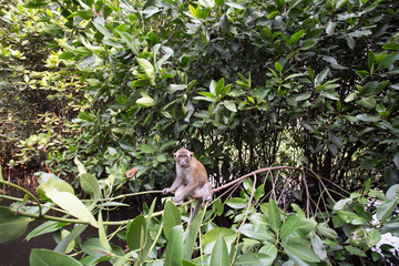 13 August 2016, Jakarta, Indonesia: Monkey On Mangrove Swamp at Jakarta,Indonesia.