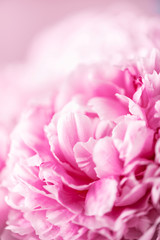 Pink peony flower on pastel background. Copy space. Floral composition. Wedding, birthday, anniversary bouquet. Woman day, Mother's day. Macro of peonies flowers