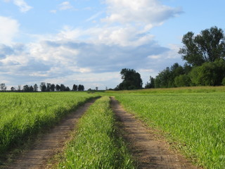 Fototapeta na wymiar rural road in the field