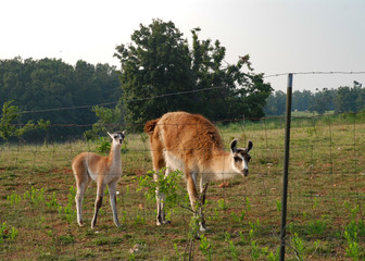 A mother and a baby guanacos standing in the grassland in Missouri, USA. Guanaco antibodies could also help defeat COVID-19.