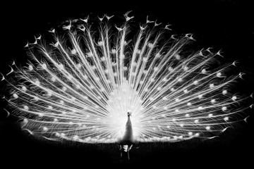 Gorgeous white spread feathers of a male peacock on black background, monochromatic picture
