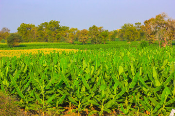 Fototapeta na wymiar Growing Green Banana field in india